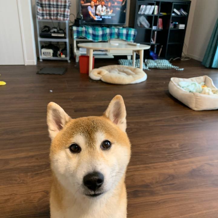 087b5785 0e48 45ab 9cde a3cc5c379656 1618623568109