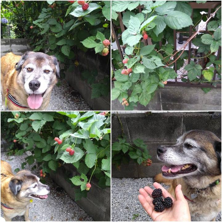 087b8a8a 039f 4357 a0e8 2729c7887dd2 1562111125374