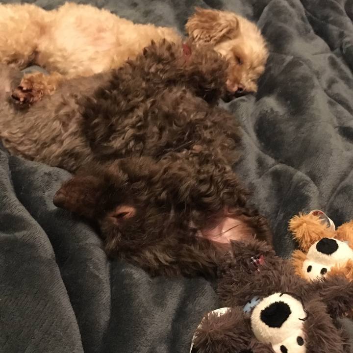 087ca766 43cf 44a0 b6a0 07eb36539868 1551049292347