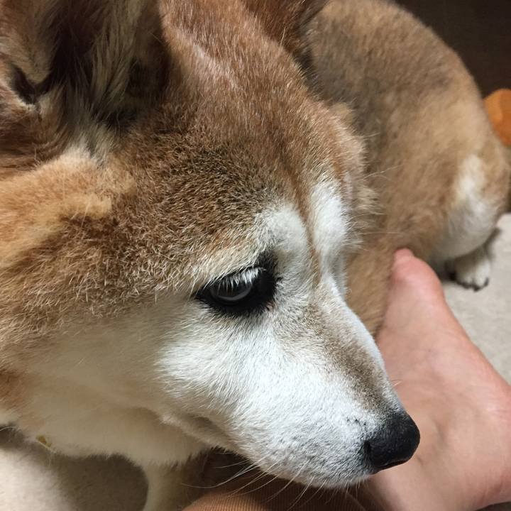 0880c521 78e9 491a a190 48a46da4793c 1562930836797