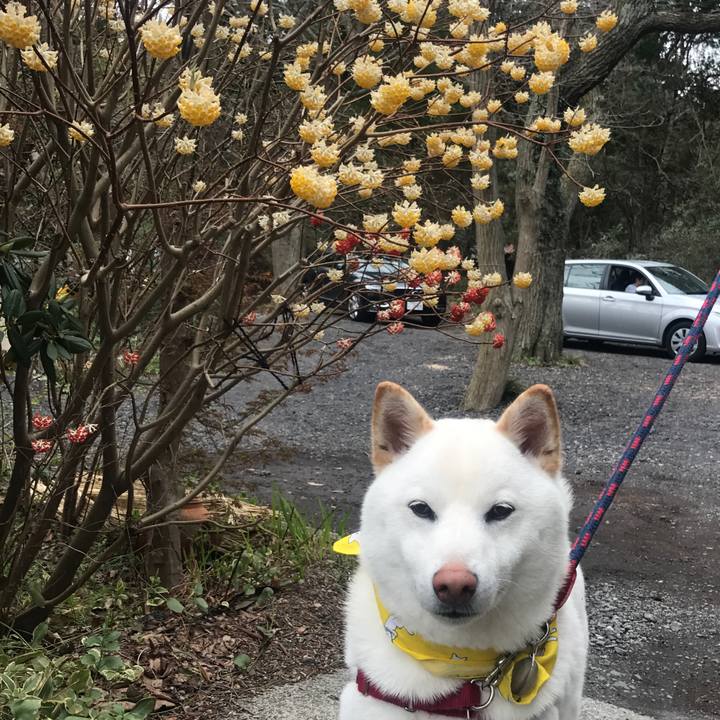 08838b12 e84f 4f94 8379 33c92ebb1f49 1521776982191