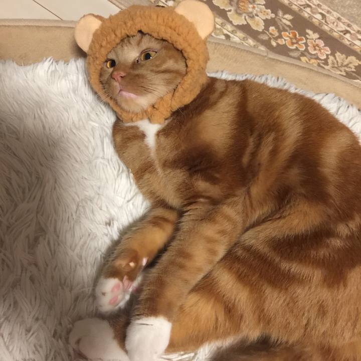 088458ca e9bc 4179 8895 d1af9a3272d5 1544354295867