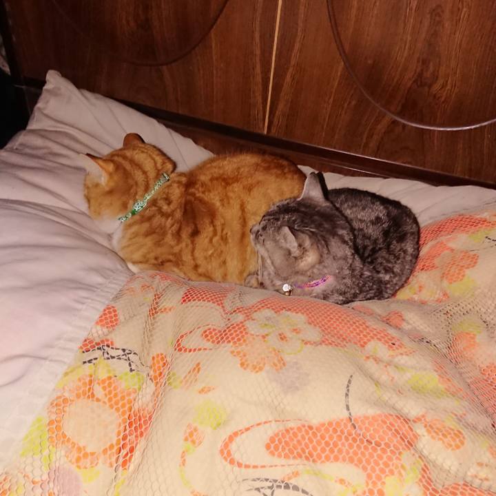 08862cb1 102e 403f abaf a27d38cc9cbb 1581017397732