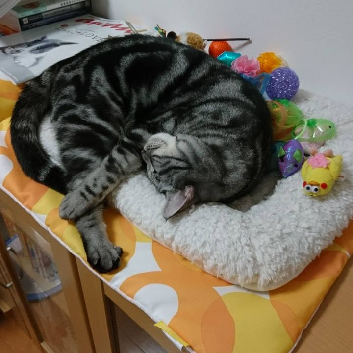 08867b54 d1b6 47e4 a825 094f97152cc3 1512441601735