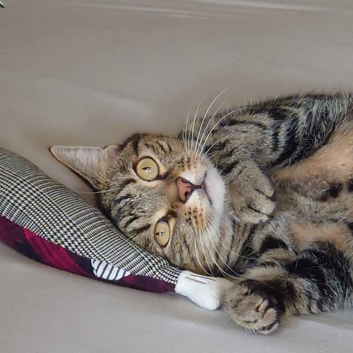 0886b40b daed 448e 9664 fafbef5c9b44 1607573850819