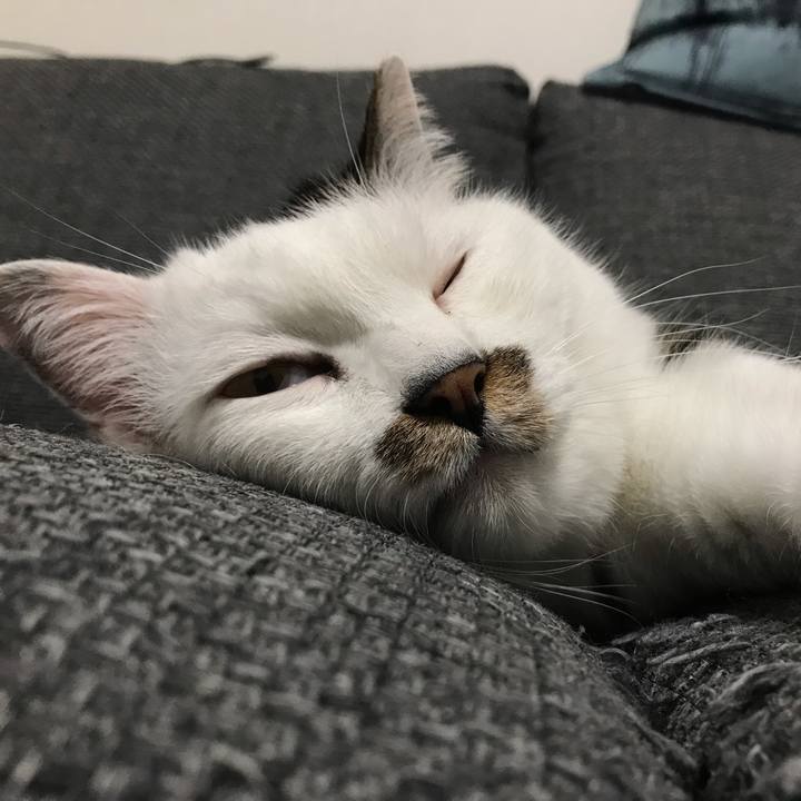 0888ac4f a3d5 4151 8d41 216e761afaa0 1561449083503