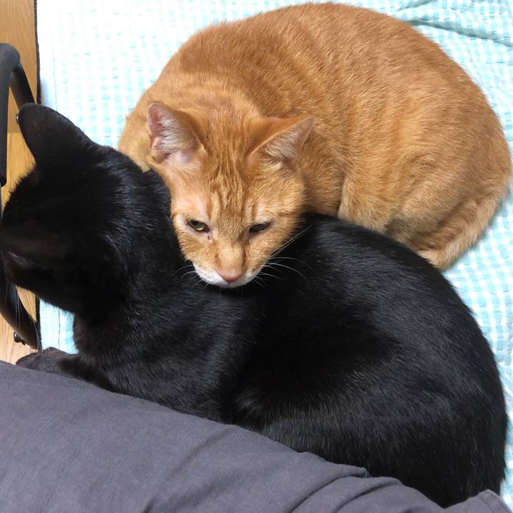 0888f18f 3172 4cbf bda6 24e6404204c1 1728728199847