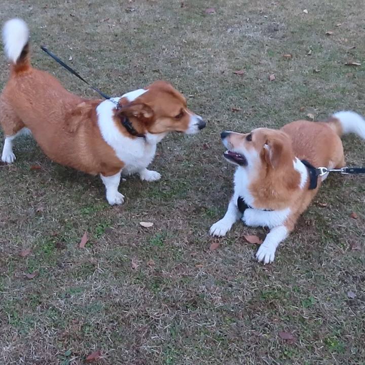 088ace92 3a80 43da 941e c6eaf3fbeb3d 1668867551426