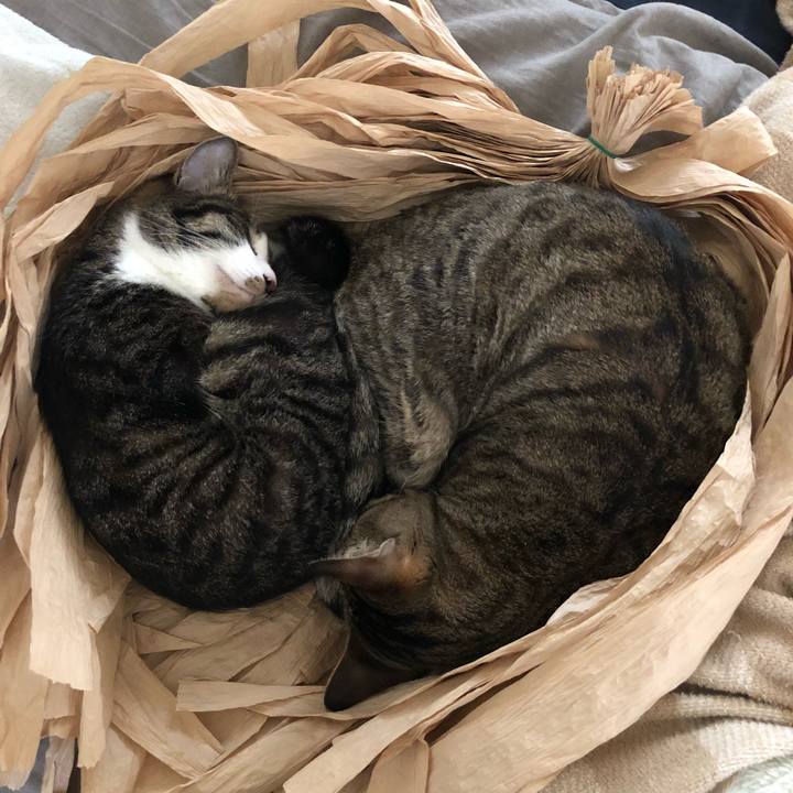 088b29bb e094 4cc9 bf0e ba1a19085732 1529131521052