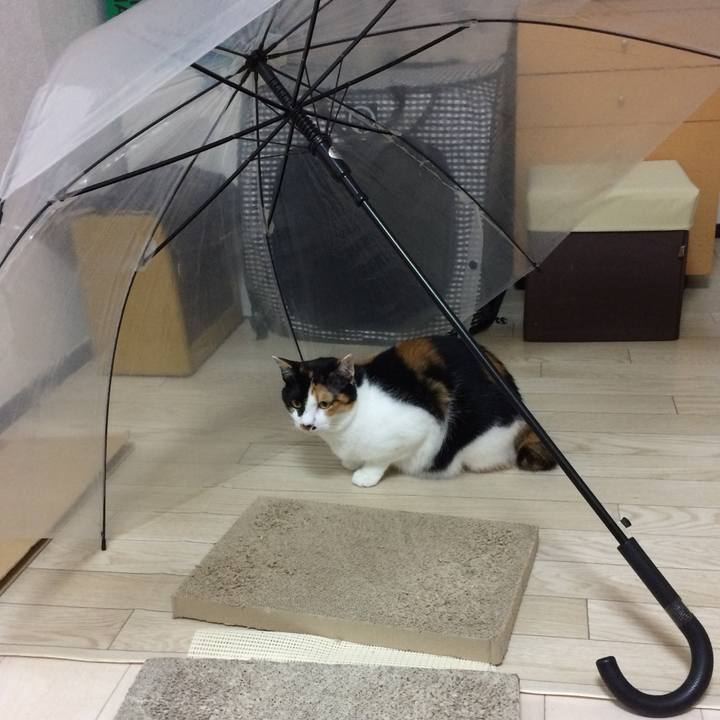 088ccbf9 85bd 4b83 a744 34cb89d00c2a 1525820174714