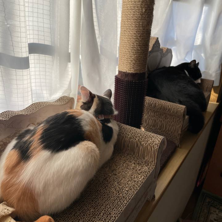 088d24ab 2463 41c5 b20d 9a847cbacb54 1678142002316