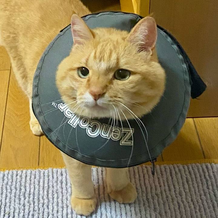 08916eeb a664 42e7 97d2 8a8147639e66 1763461159715