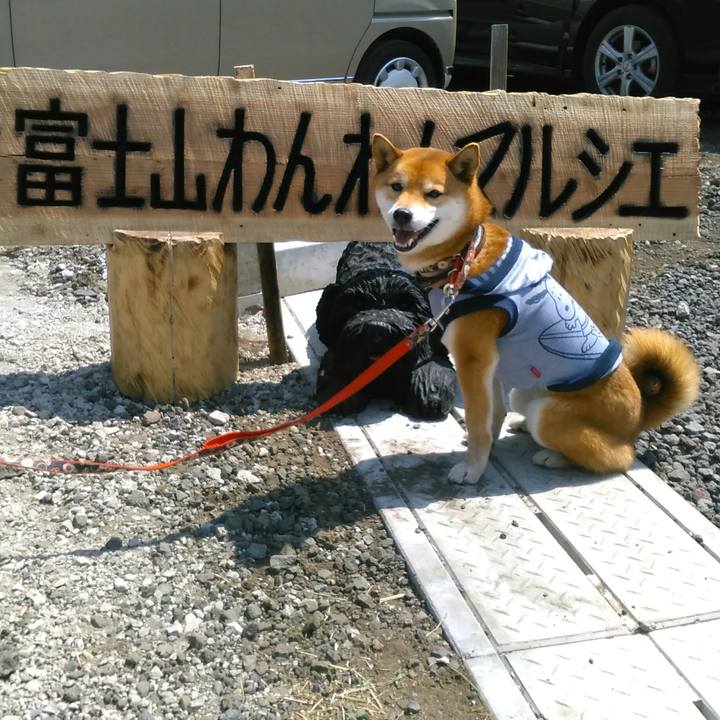 08918bba f2bb 429c 956c 7245f55d7363 1554535503006