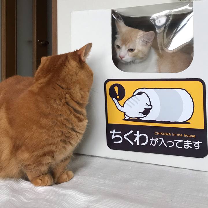 0898ba02 f5de 4ede ae7d 65e9e5993f1f 1595040898222