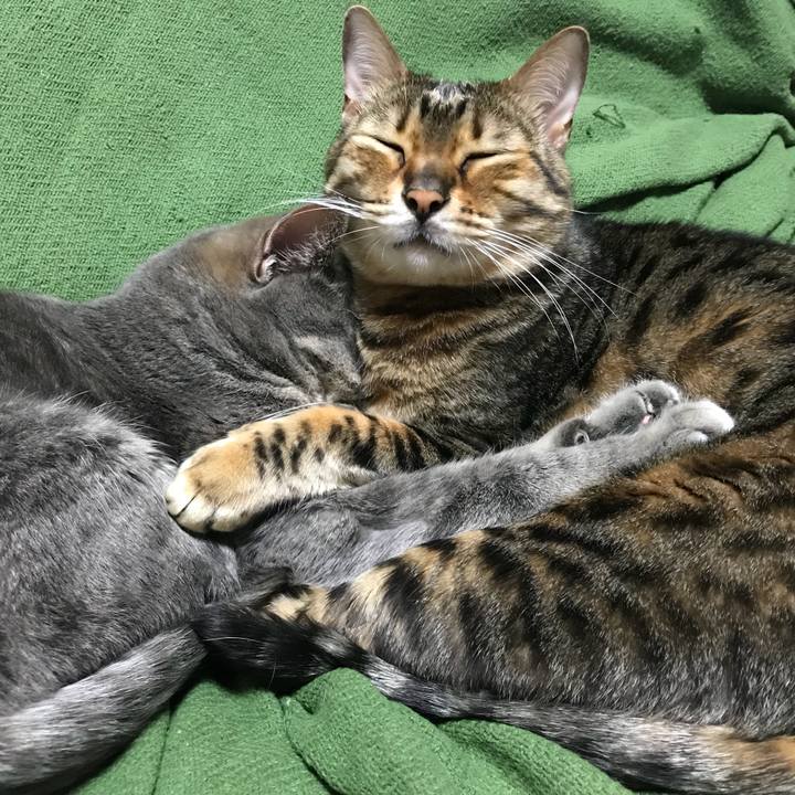 089c55e6 4810 4160 aa06 1c90e275027e 1514818729345