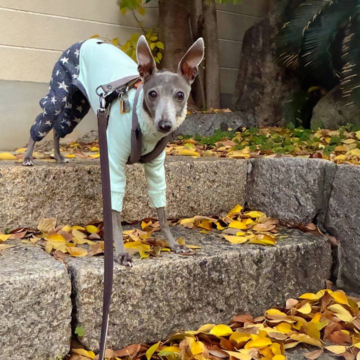 089cc4d1 9445 4c08 af17 ab0aba88414d 1766224250851