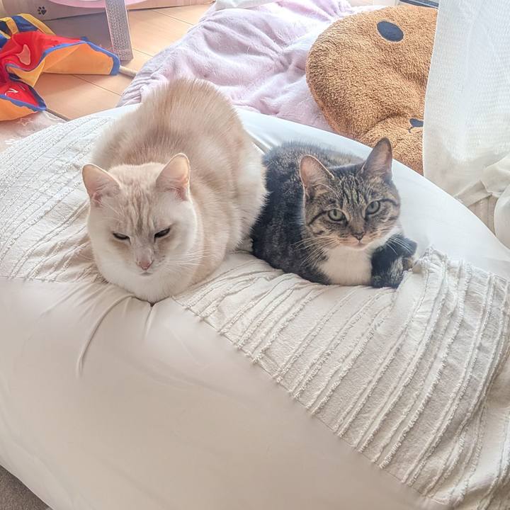 089e3261 12a5 40e9 a21a 68637cdb483c 1770525301171