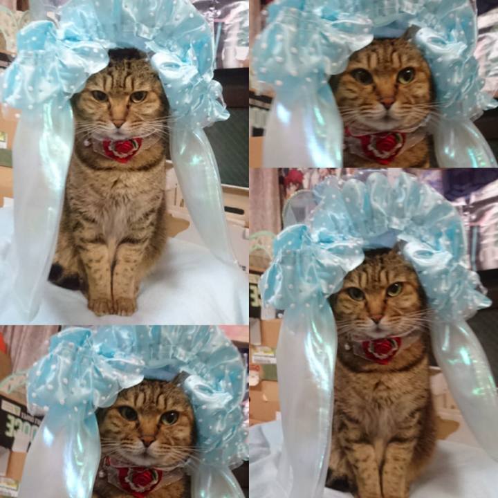 089f2c06 e325 487e 9974 08dac07acd05 1770505933303