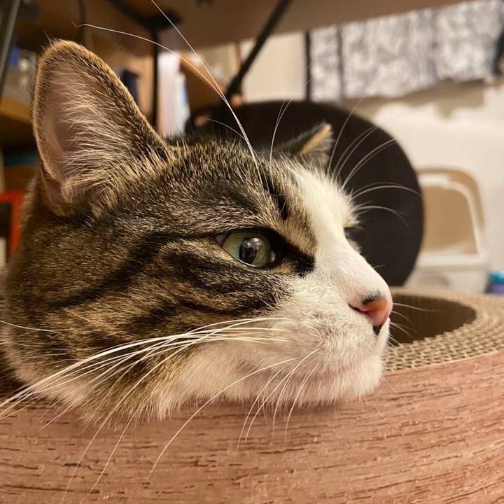 08a0cebb 9985 4be6 9338 8532484071fa 1637764748011