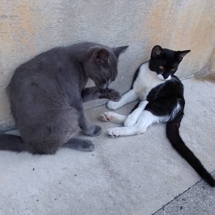 08a0ed2f 53ea 42fb af0c c1de40de37b5 1628066037131