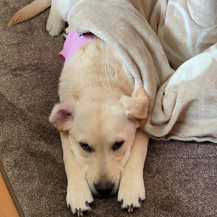 08a29584 14f1 4eae a278 5eca842e2f06 1616988518598