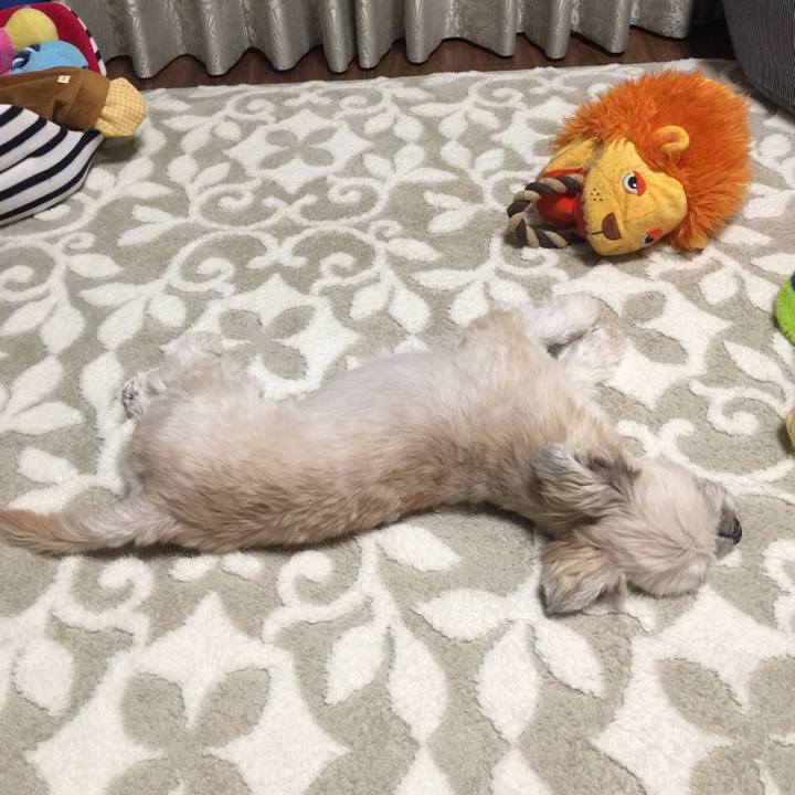 08a3125e 3498 41a1 8f0c 78a31452f880 1543578497206