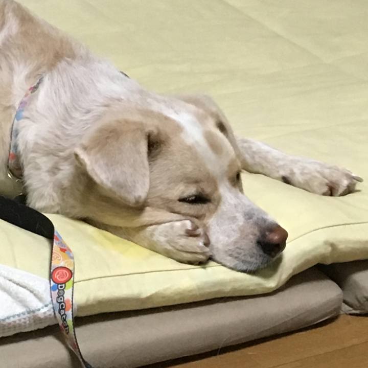 08a3de1a c2ee 4e07 ad86 75757014be89 1541339875482