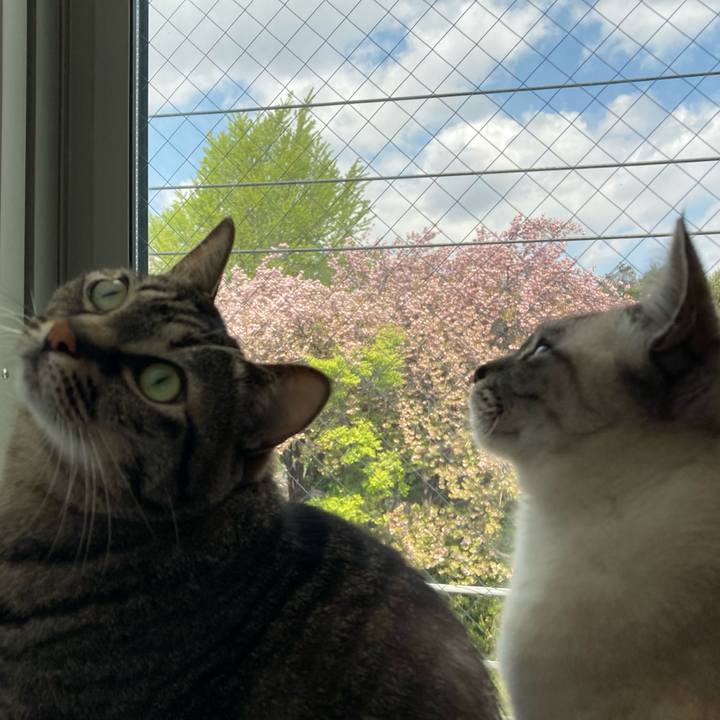 08a4182e a665 482c a8e8 6f757bd7352e 1618192507925