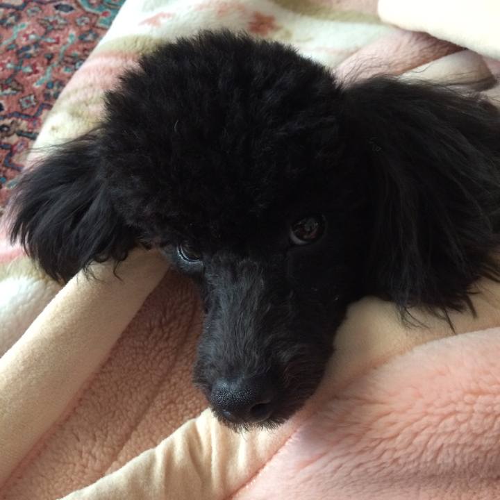 08a581ff a2eb 4761 acf7 d0208d37b2df 1512874181436