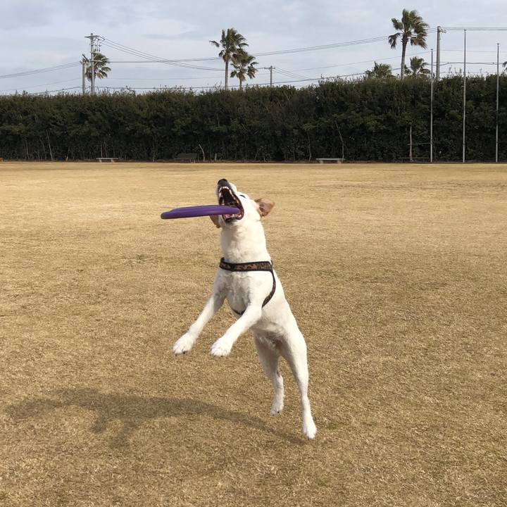 08a594fa 3680 42da b262 25d32a622c2a 1517642539535