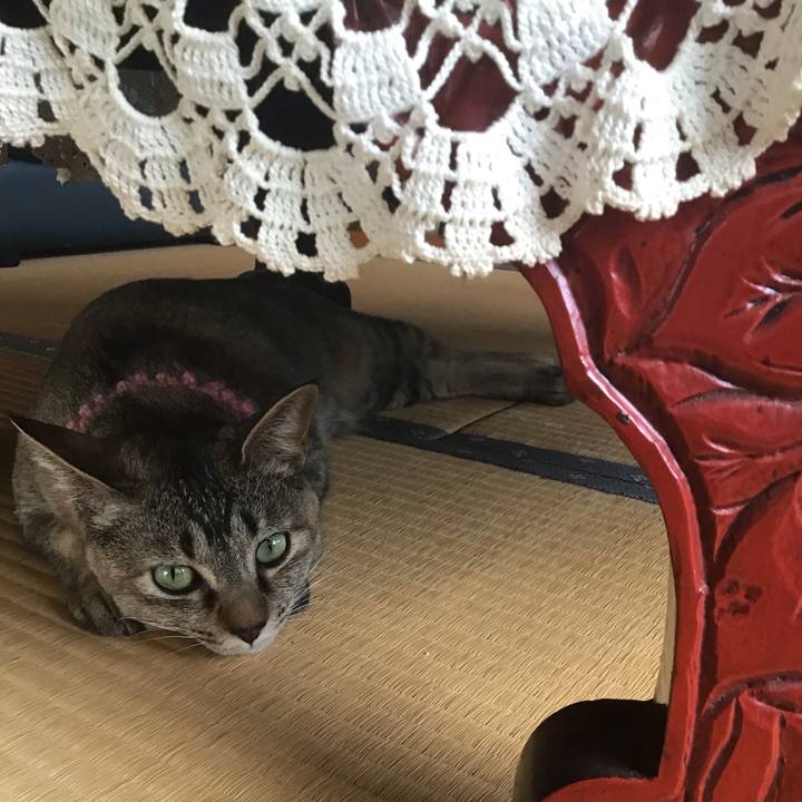 08ab2bc4 cfb8 40f3 b5b8 6f4ae232948b 1589270250654