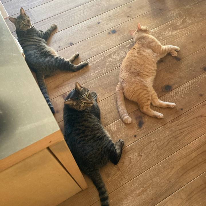 08acabb1 0413 4537 bda0 a75f98e66a3b 1691193891272