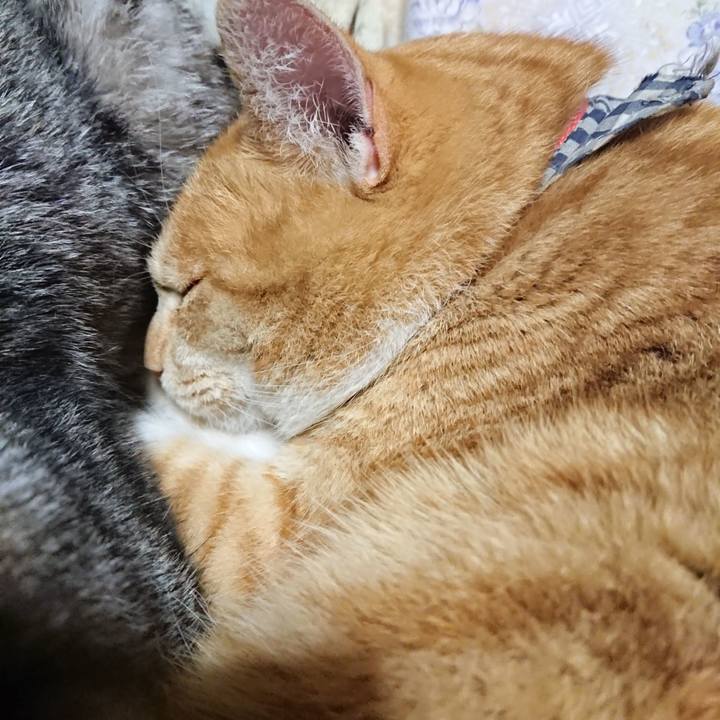 08af2474 51b9 4b48 8544 bdefea89fd34 1575981193875