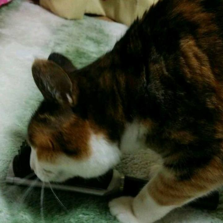 08b2c714 74a8 4483 8649 277f11069433 1532861599891