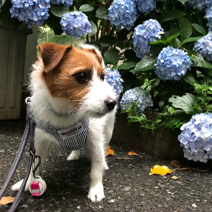 08b341d9 5058 4777 9b4a 6303872075ac 1529787555957