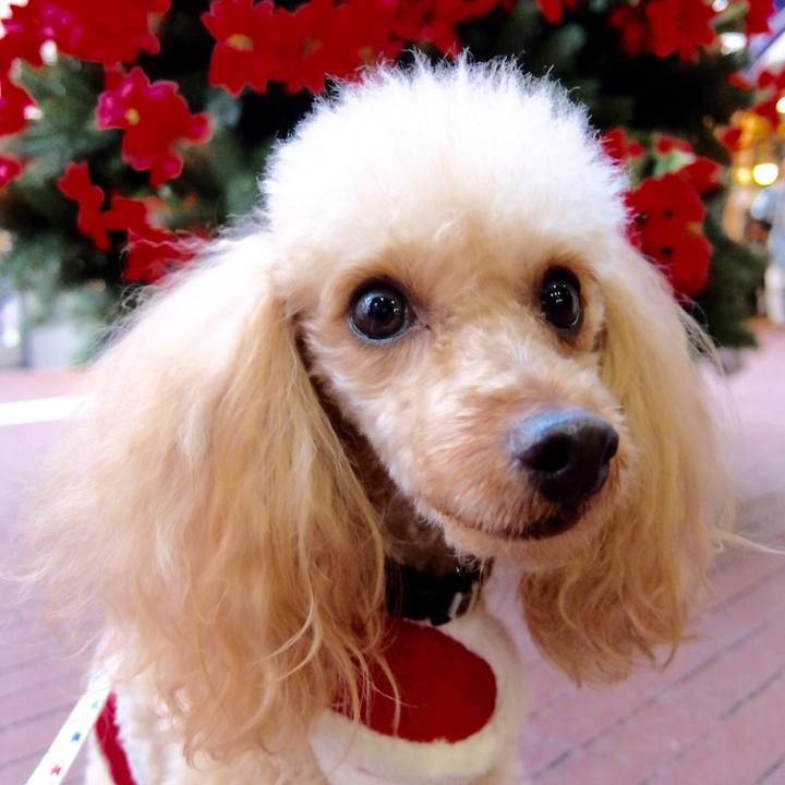 08b46b89 cddf 4ab9 a9c3 5fd4f330ca2d 1514034006093