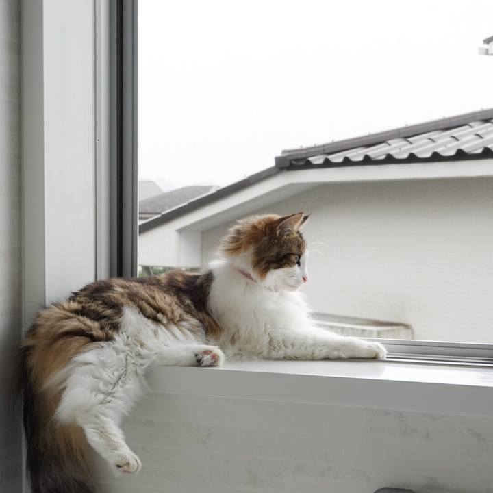 08b538ab caa1 4b89 a7cf 3ec79139a7c4 1596172495995