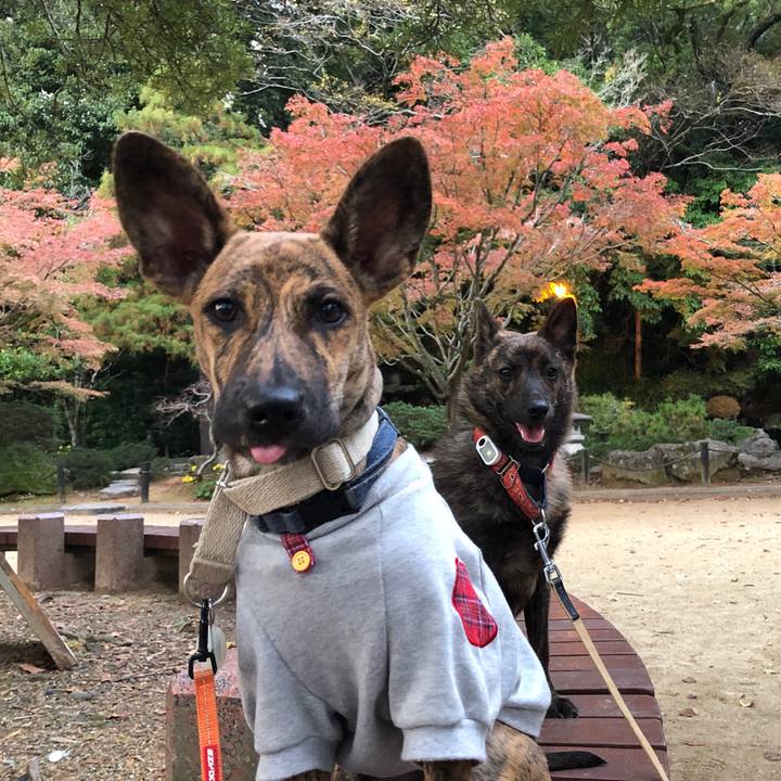 08b84365 2901 42df a3a5 7df9fe47f411 1574676396525