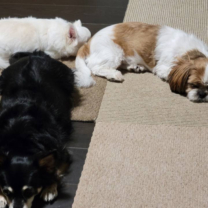 08ba2b4e 2a60 4495 98ab da9f02a6e407 1759710380673