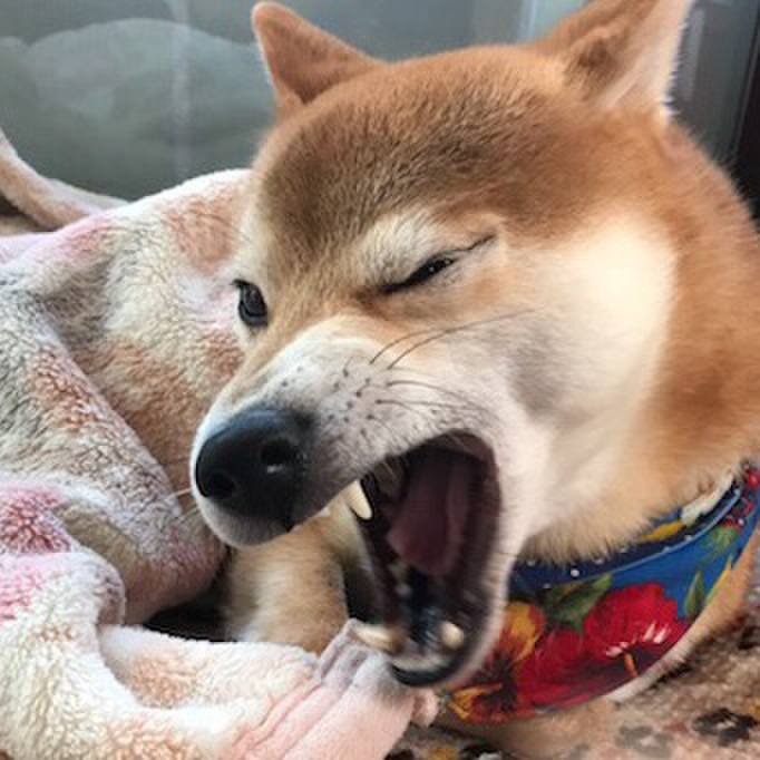 08ba88e4 2900 41b7 b290 abb588430dde 1510649272994