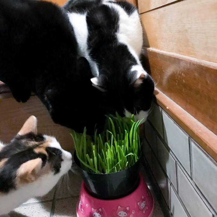 08bd5264 3032 4f3c b2c2 60b35e3fbc9d 1514523351274