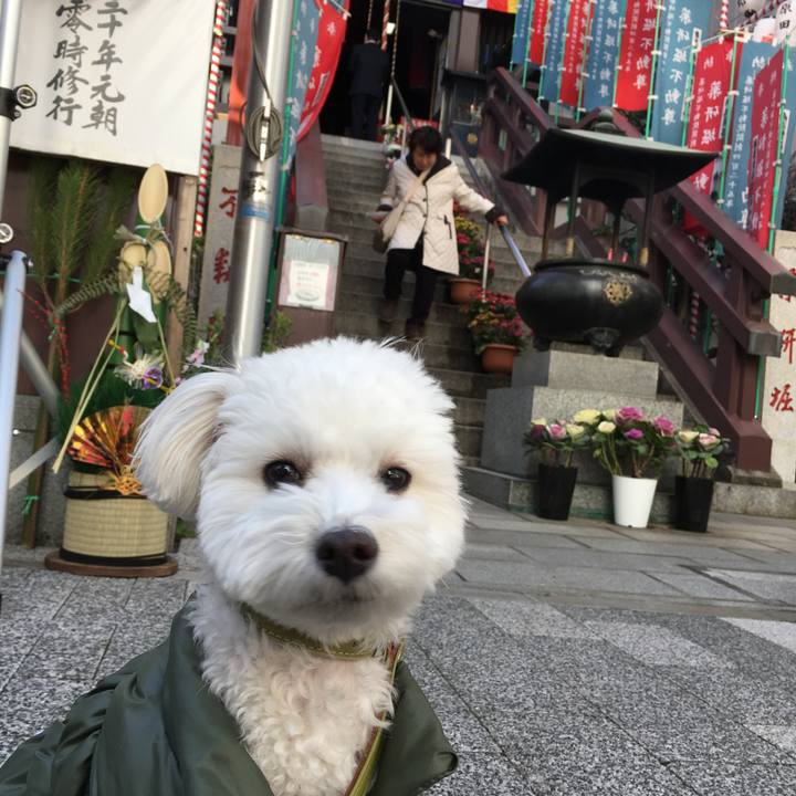 08c205a3 67cc 43a7 af27 02ce4cdbd25c 1514436943747