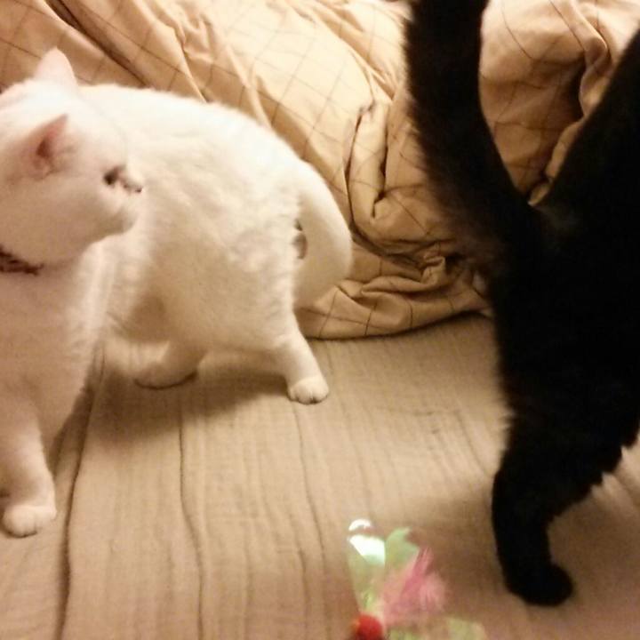 08c24d1b 805b 431c aaf6 0f4dd1e1afb1 1508971714240