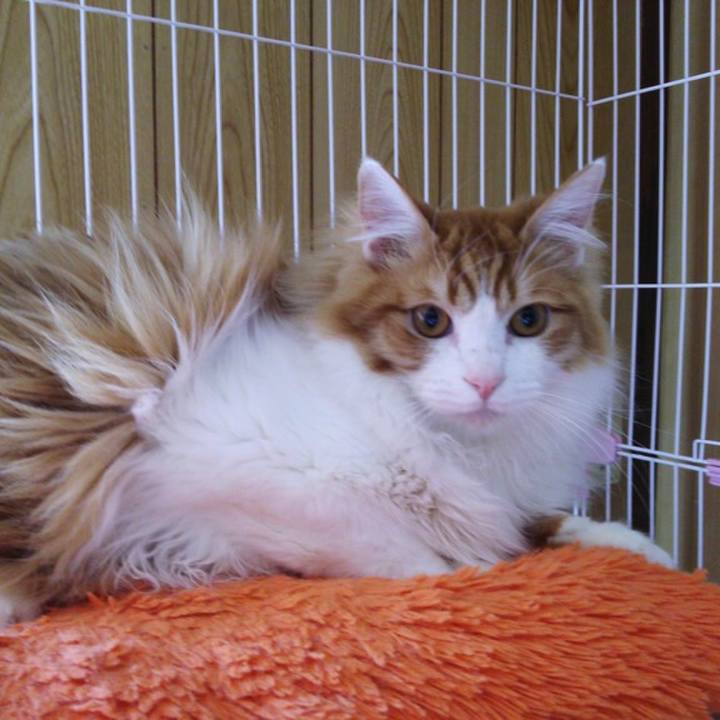 08c7d483 258c 4851 83b6 a545cca765b3 1544369248555