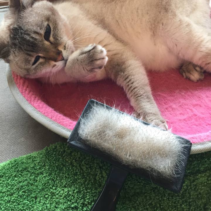 08c855ba c73f 4c14 b7af 2ea68276e68a 1559798578209