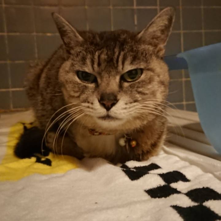 08c8bfa8 4d4c 4f49 911a b9b99f51e786 1590662503561