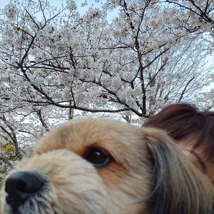 08c9052b 72a4 46bd a9b1 5f60db9b5d92 1554115467186