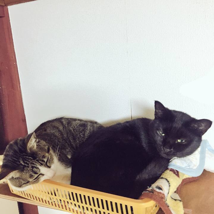 08c9bcb4 d153 444b af5f 0e591f7ff909 1540772279116