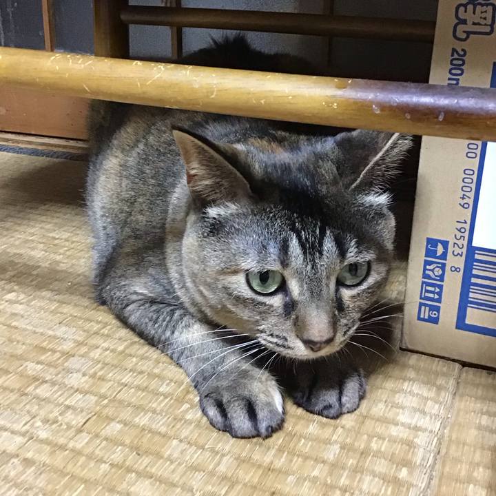 08ca30ee 782a 4f14 a666 978ba67c0f1a 1684671912048