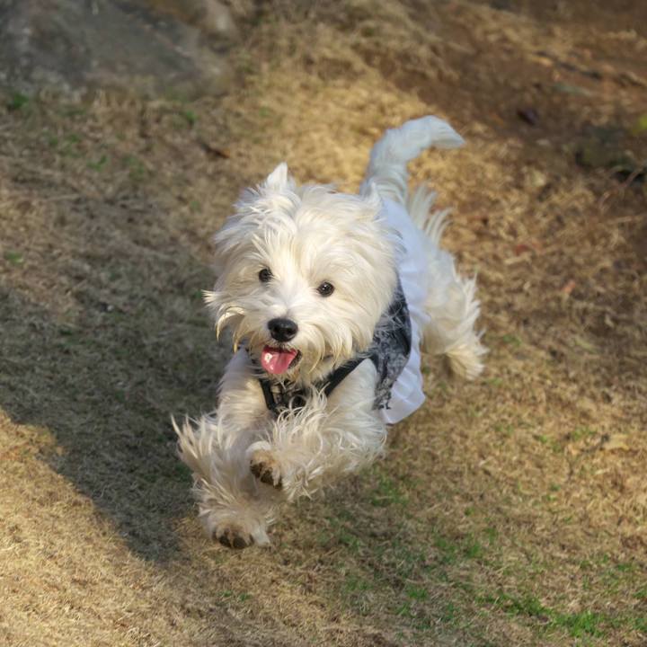 08ca95bf eaaa 4138 abc0 12dcdf277b62 1516845500706